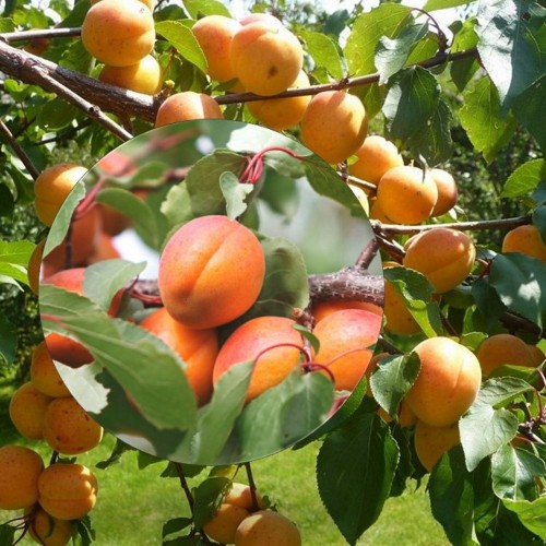 Prunus armeniaca 'Velta' - Harilik aprikoosipuu 'Velta' C6/6L